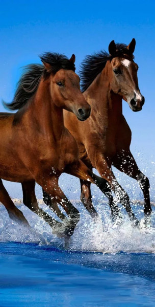 Badetuch Pferde