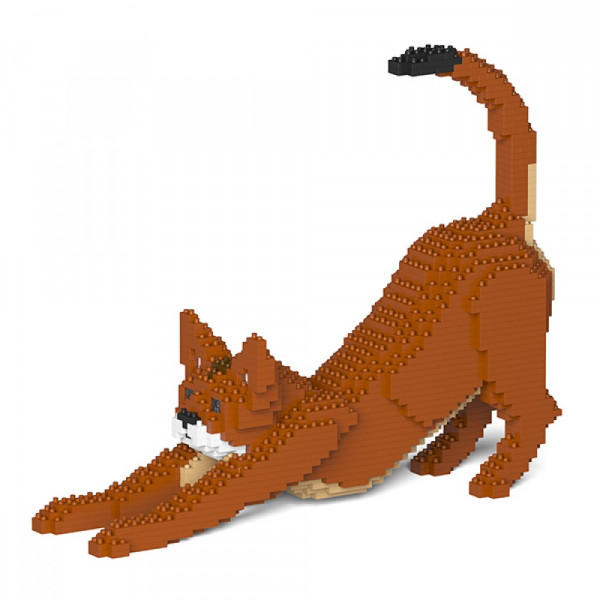 Jekca - Abyssinian Cat
